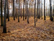 Веснянка з panoramio.com