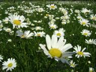 Білий Берег з panoramio.com