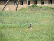 Самари-Оріхові з panoramio.com