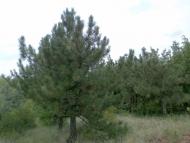 Красний Партизан з panoramio.com