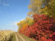 Лаврики з panoramio.com