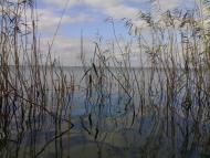 Нова Некрасівка з panoramio.com