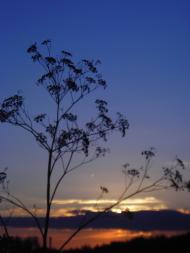 Єлизаветівка з panoramio.com