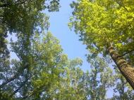 Газове з panoramio.com