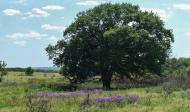 Русько-Орлівка з panoramio.com - Русско-Орловка