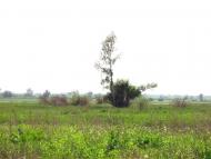 Колодруби з panoramio.com