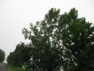 Ракова з panoramio.com