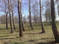 Сосниця з panoramio.com