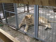 Бережне з panoramio.com