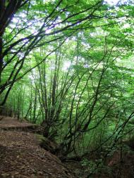 Братанівка з panoramio.com