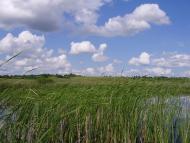 Гатна з panoramio.com