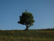 Погибляк з panoramio.com