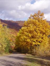 Руський Мочар з panoramio.com