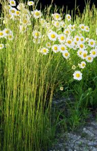 Черемошня з panoramio.com