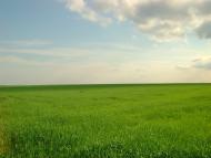 Любимівка з panoramio.com