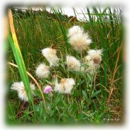 Хащеве з panoramio.com