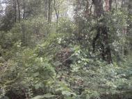 Коцюри з panoramio.com