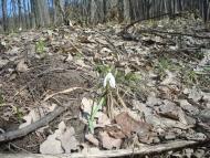 Новий Майдан з panoramio.com