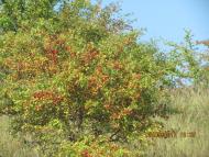 Крупське з panoramio.com