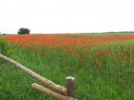 Мощена з panoramio.com