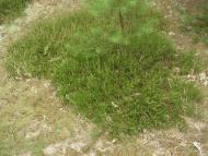 Лисняки з panoramio.com