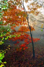 Червоні Квіти з panoramio.com