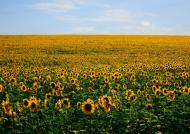 Козача Лопань з panoramio.com