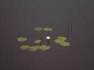 Кованка з panoramio.com