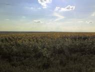 Александро-Марьевка - Последние фото