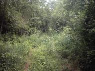 Коцюри з panoramio.com