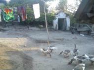 Руднєве з panoramio.com