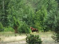 Мале Оріхове з panoramio.com