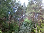 Іванковичі з panoramio.com