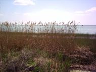 Комишівка з panoramio.com