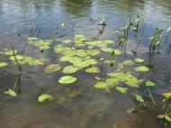 Снов'янка з panoramio.com