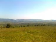 Пшеничники з panoramio.com