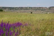 Красна Зоря з panoramio.com