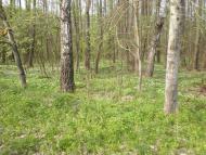 Радецька Болярка - Останні фото