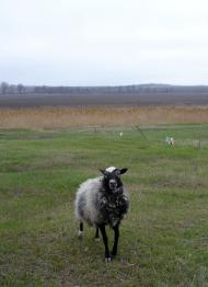 Михайлівка з panoramio.com