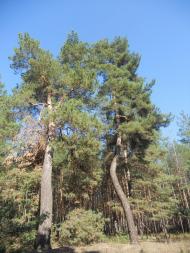 Хащеве з panoramio.com