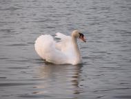 Довжок з panoramio.com