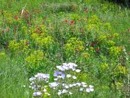 Новорозанівка з panoramio.com