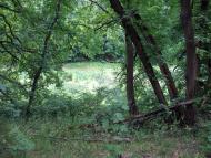 Синичине з panoramio.com