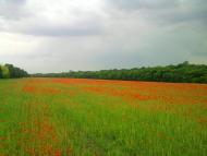 Сад з panoramio.com