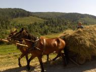 Турка з panoramio.com