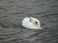 Довжок з panoramio.com