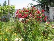 Гвоздів з panoramio.com