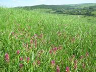 Лунка з panoramio.com