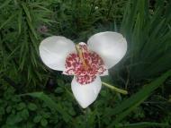 В минулому дикорослі.