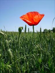 Тарасівка з panoramio.com